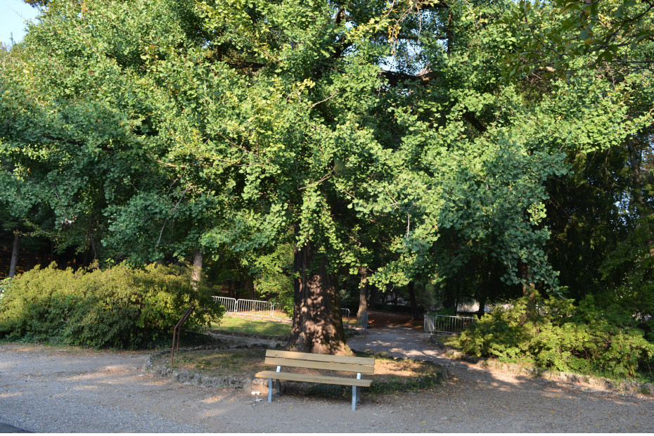 Il Ginkgo dei Giardini Estensi