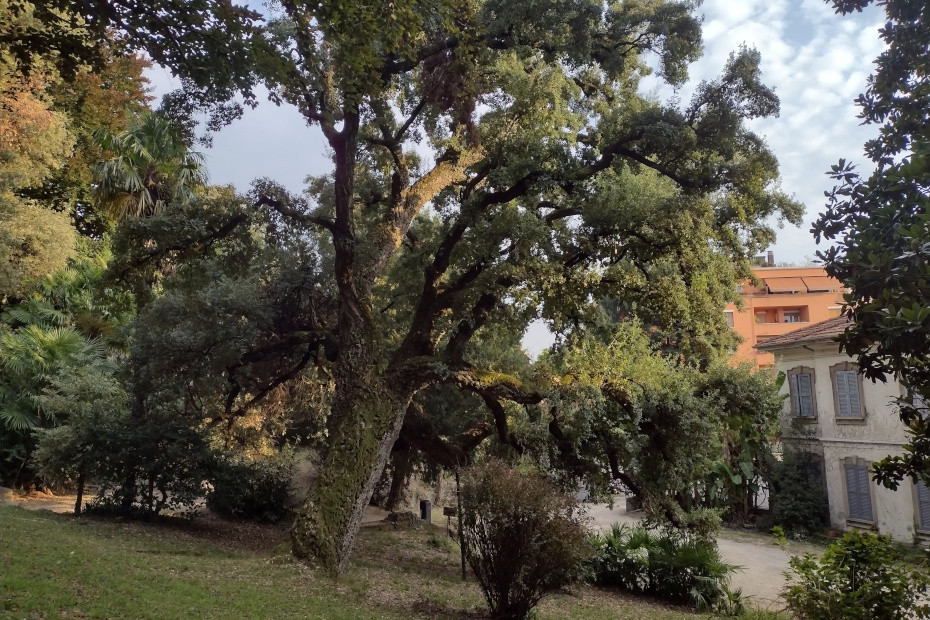 La Sughera di Villa Augusta