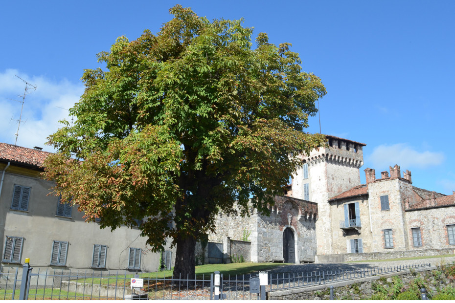L’Ippocastano del Castello Visconti
