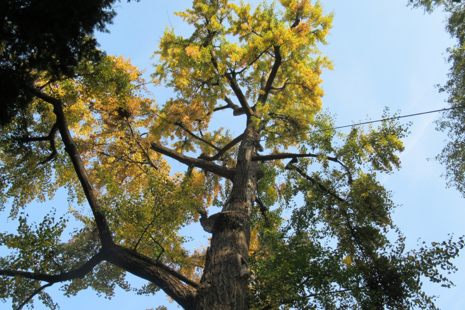 Il Ginkgo biloba di Gorgonzola