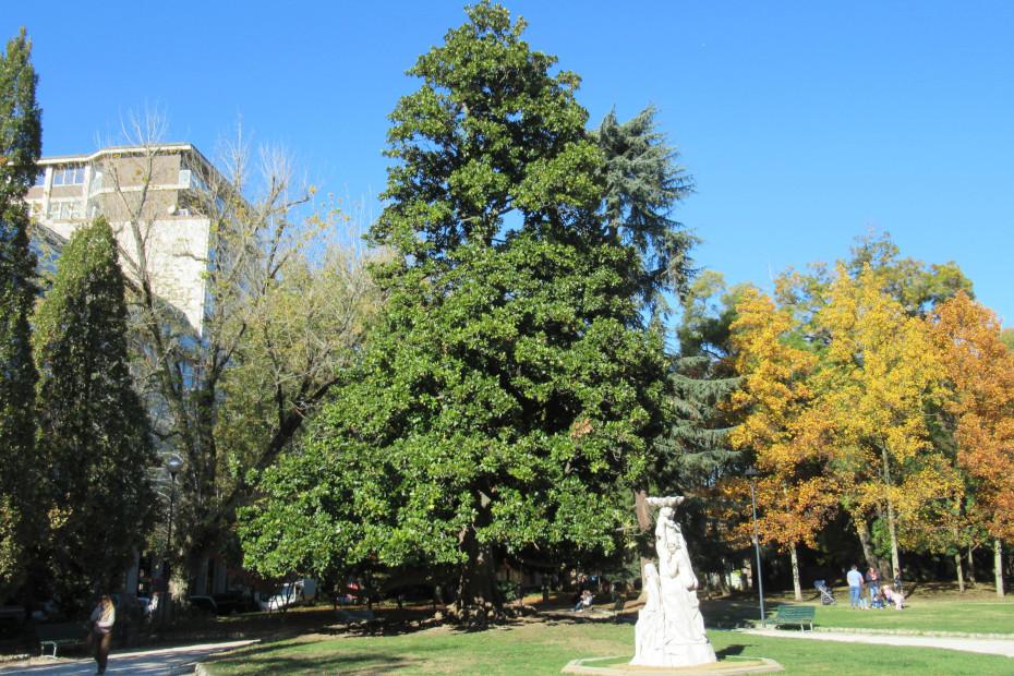 La Magnolia di Cremona