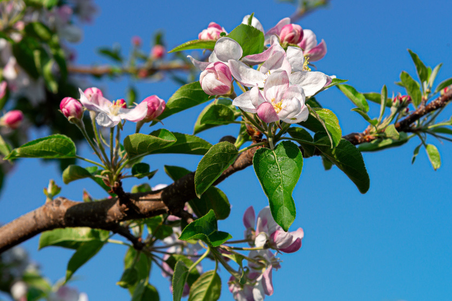 Passeggiata tra i meleti in fiore