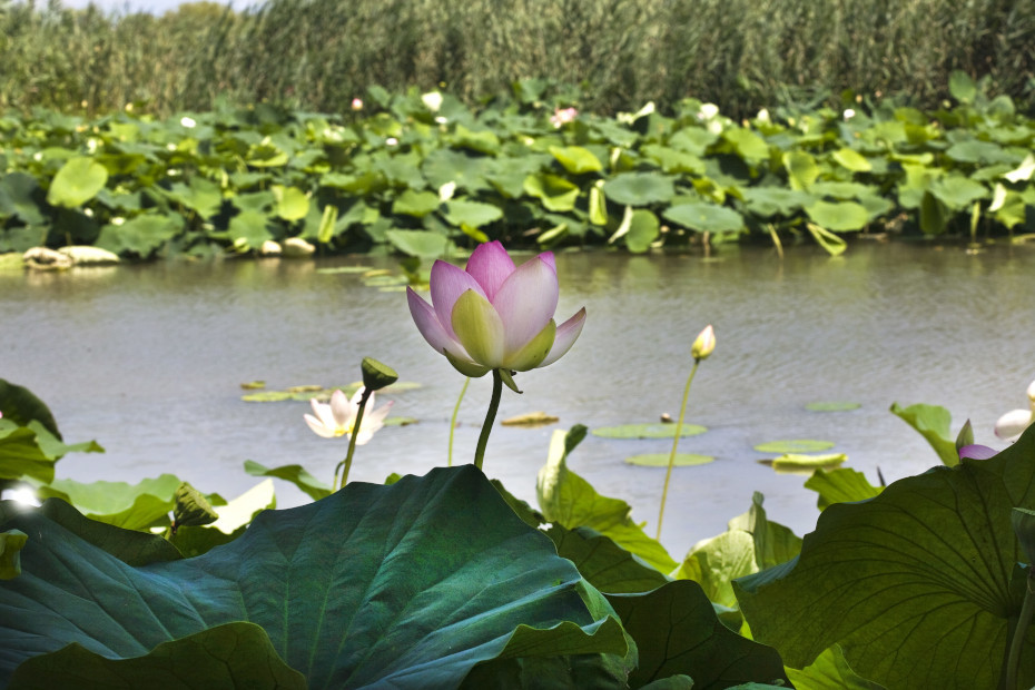 In barca tra i fiori di loto del Mincio (MN)