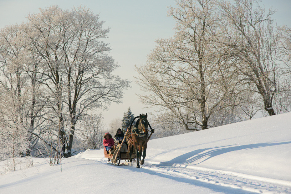 Scoprire Livigno sulla slitta trainata da cavalli 