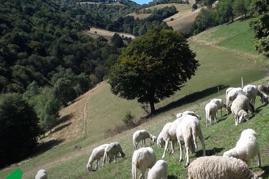 Como e il Lago dalla A alla Z. Idee e spunti per la tua vacanza sul lario