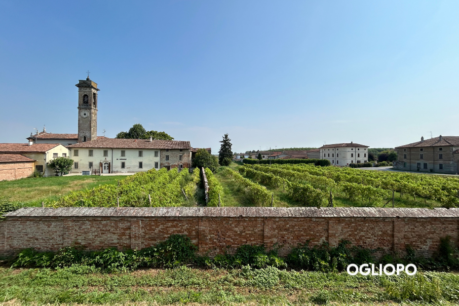 Vigneto territorio Oglio Po