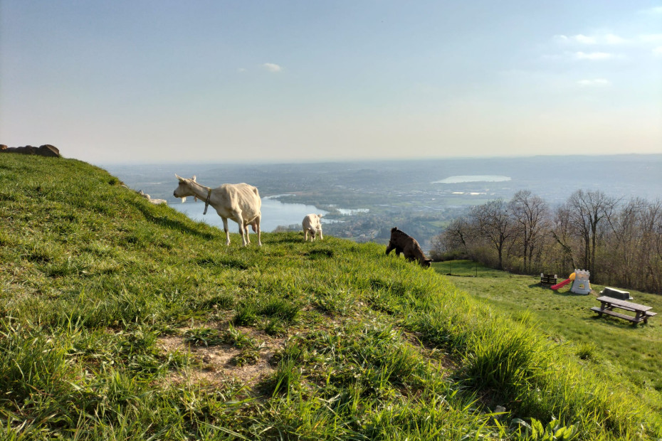 La vista sui laghi Briantei dall'Alpe di Carella con capre al pascolo.