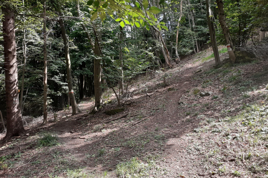 Sentiero dello Spaccasassi nel bosco.