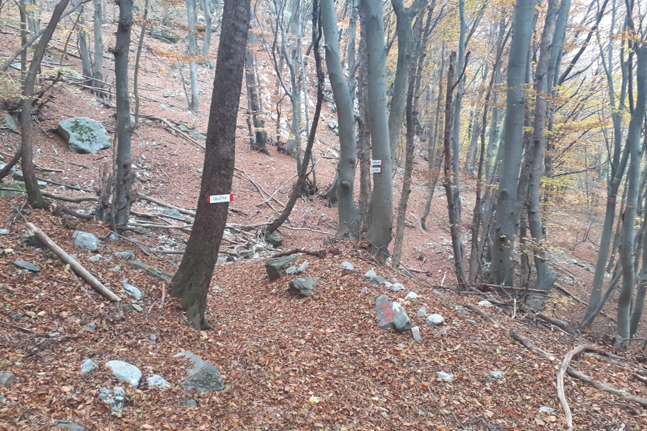 Classiche indicazioni bianche e rosso in mezzo al bosco