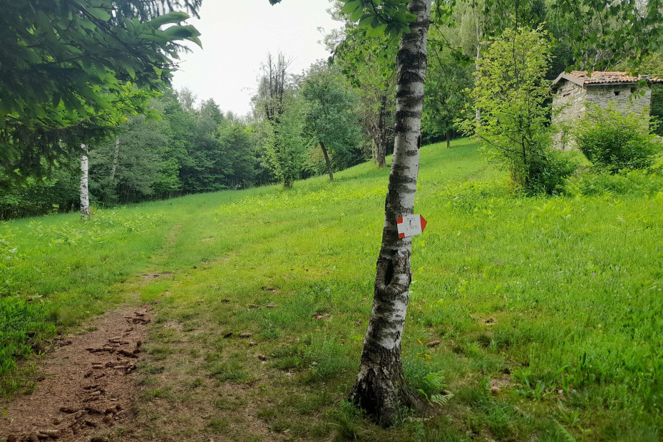 Indicazioni CAI bianche e rosso affisse ai tronchi degli alberi
