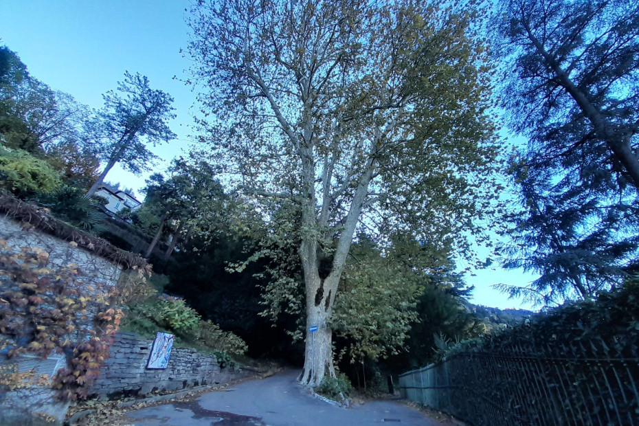 Immenso platano immerso nel Parco dei Mosaici