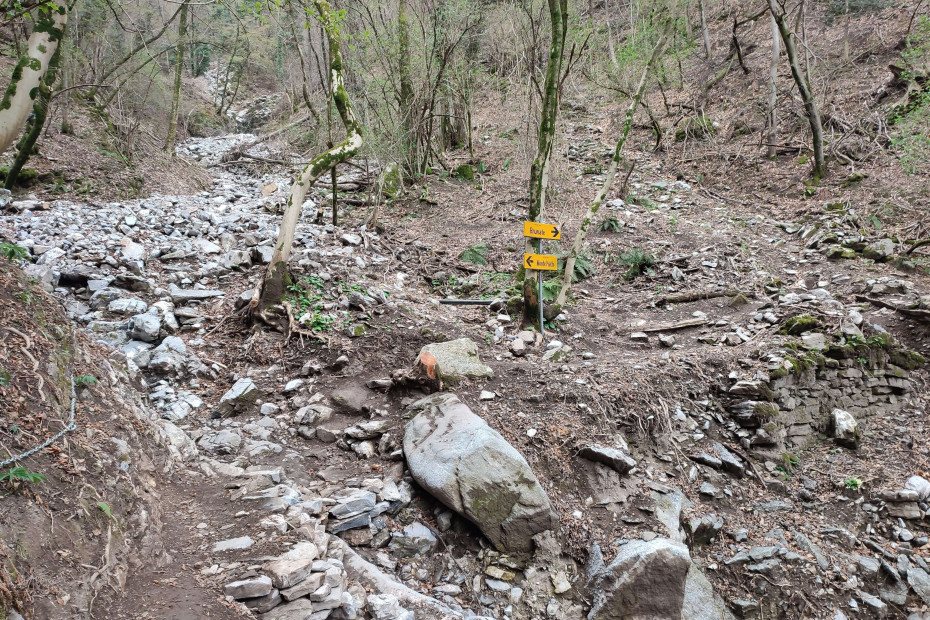 Frecce gialle direzionali apposte agli alberi