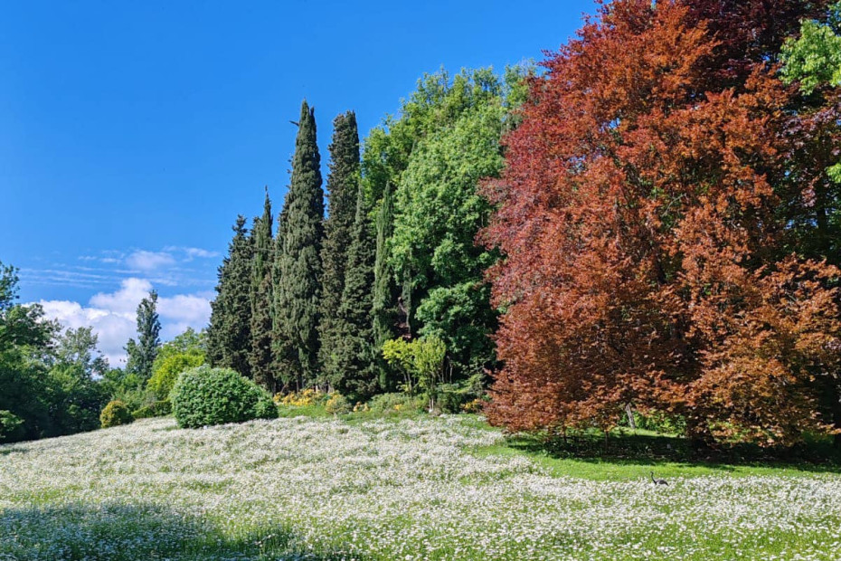 Tour del lago e visita all'isola dei cipressi