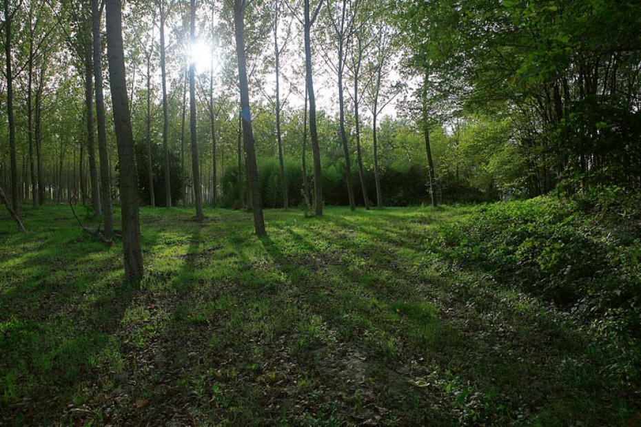 La 'Grande Foresta tra i due fiumi' 