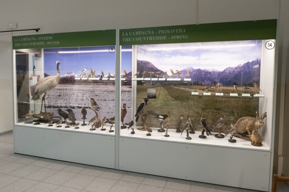 Museo Ornitologico Scanagatta- MOS