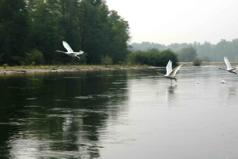 Scorci sul fiume Ticino nei pressi della Gabana 