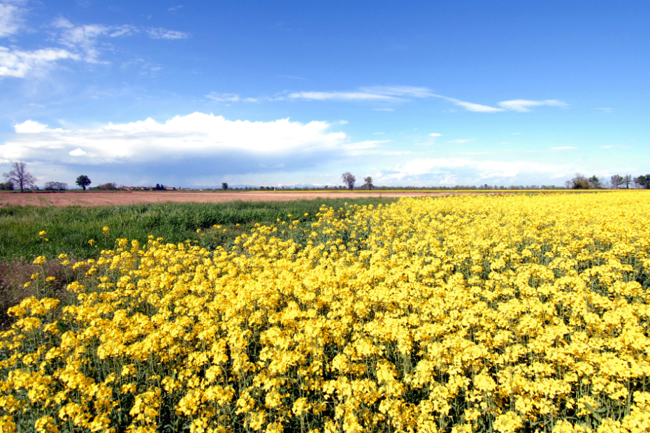 Campagna abbiatense in fioire