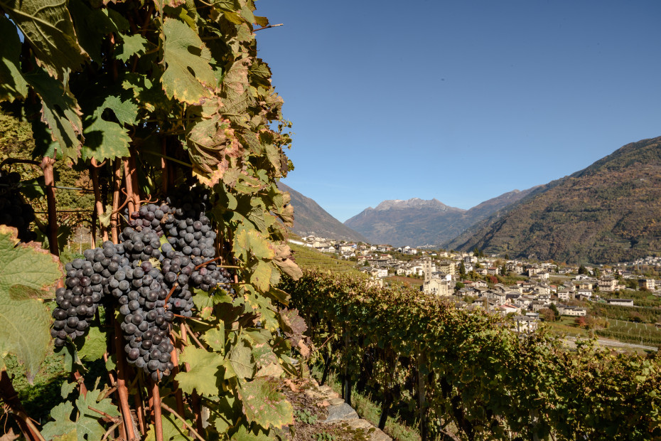 Vigneti