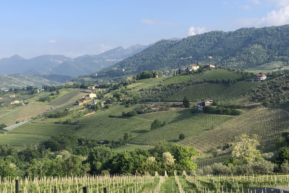 Vigneti di Moscato di Scanzo (Scanzorosciate)