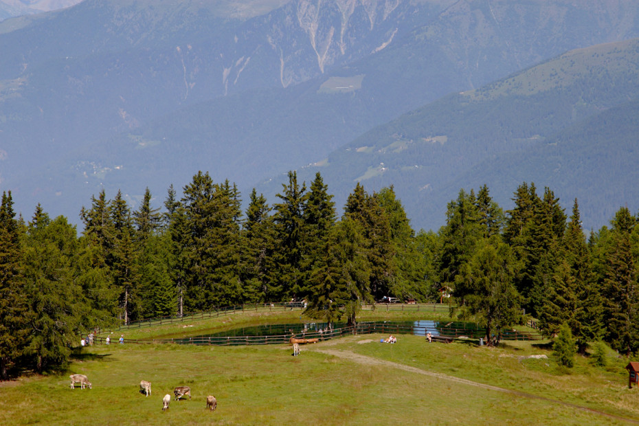 Aprica