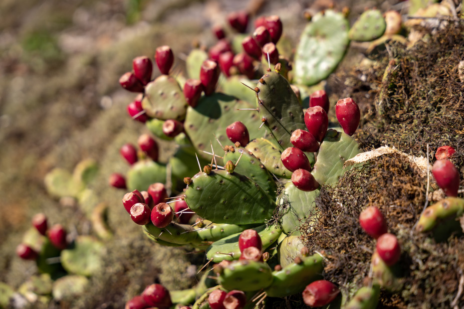 Fico d'India_Parco di Seradina-Bedolina