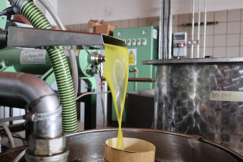 Olio Extravergine Manestrini appena estratto