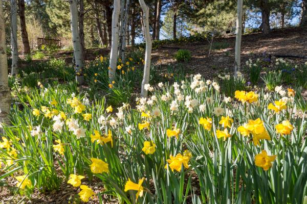 Narcisi a Monte Linzone (BG)