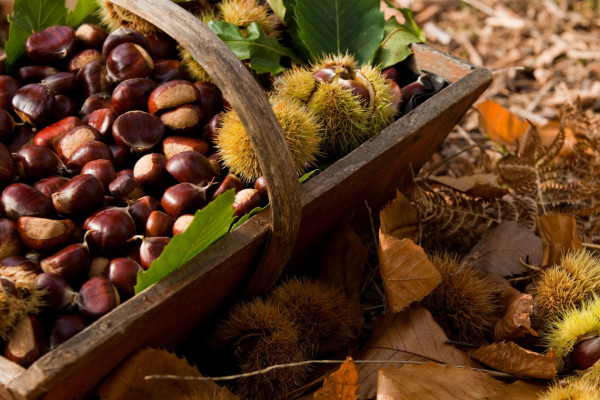Picking chestnuts in the woods (BG, CO, LC, VA)