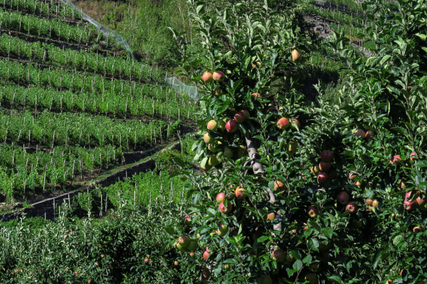Valtellina’s apples, with cider, festivals and walks (SO)