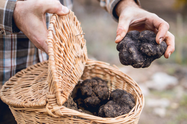 Black truffle, protagonist of Oltrepò Pavese (PV)