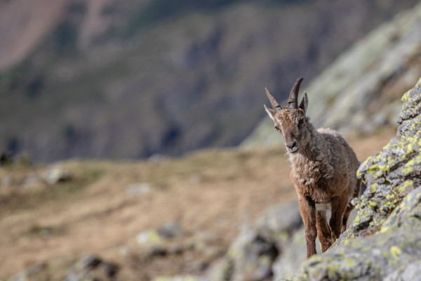 Da Cusio al Rifugio Benigni