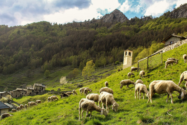 Lungo il Tracciolino al Rifugio Frasnedo 