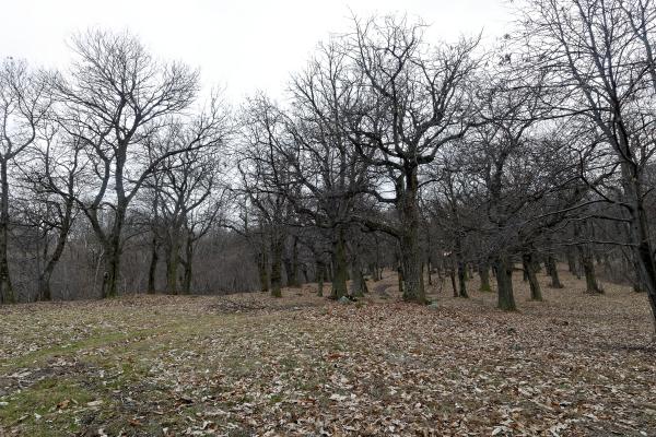 Alberi spogli in novembre