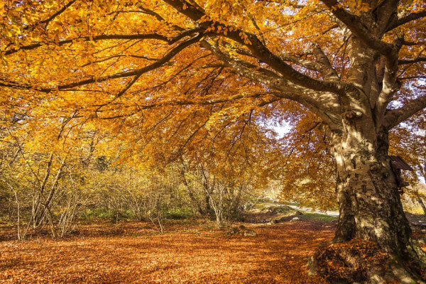 Gita escursionistica autunnale