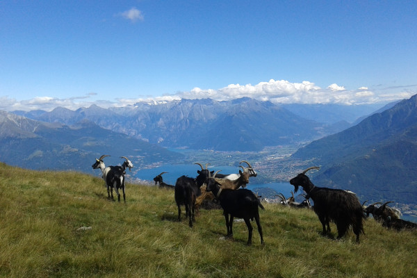 The crest of monte Bregagno