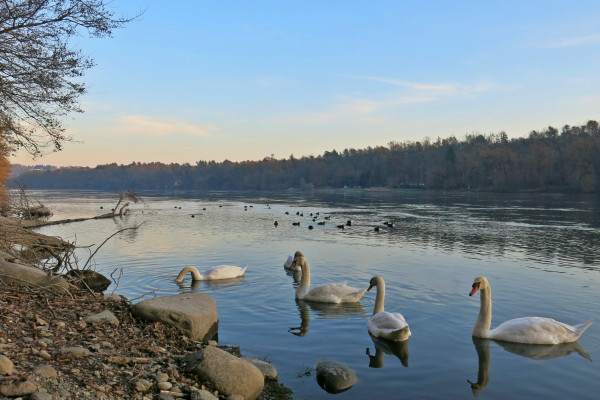 Incontri con la fauna del Parco