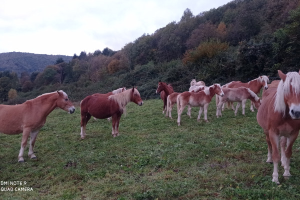 Cavalli liberi in un prato di montagna