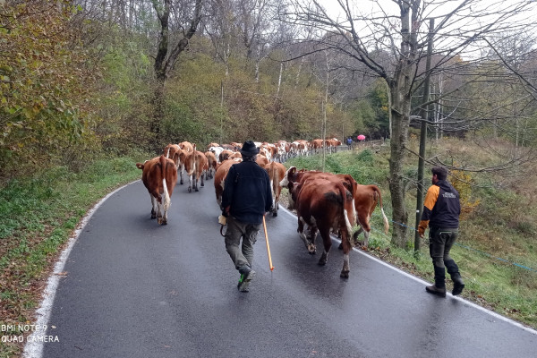 Transumanza di bovini in una giornata piovosa