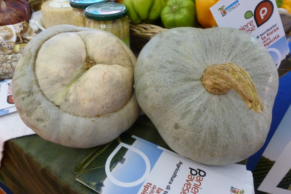 Zucca Berrettina di Lungavilla