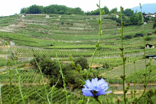 Tipici terrazzamenti valtellinesi