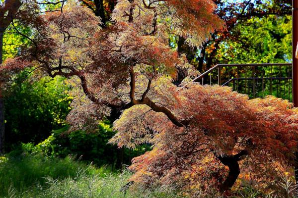 Isola Boschina (MN) _ph IG @Guido Balista