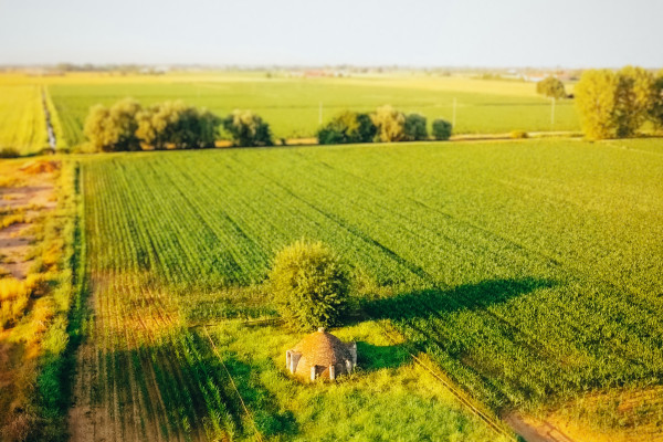 Scorzarolo