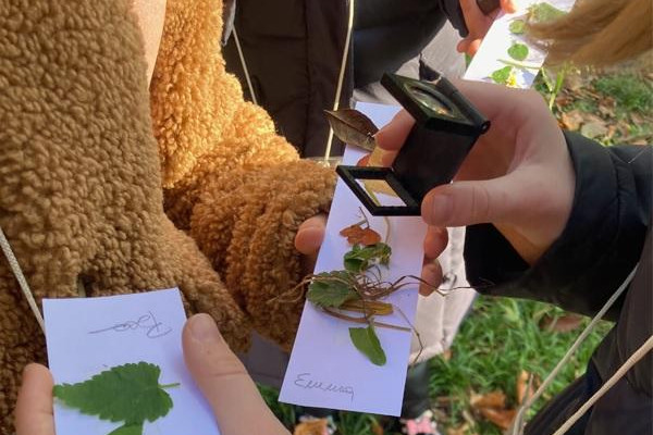 CACCIA AGLI ALBERI REALI
