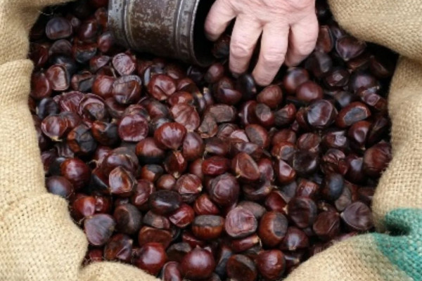 Biligòcc, Castegnone di Poscante, Sapori e cultura