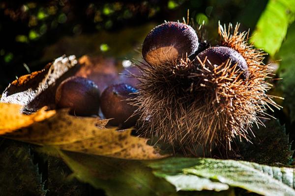 Castagne