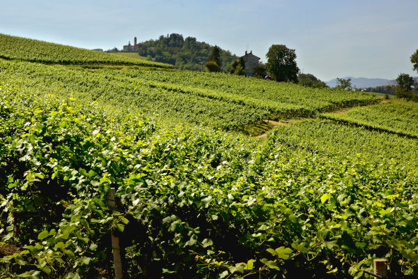 Tipico paesaggio con vigneti nell'Oltrepo' Pavese