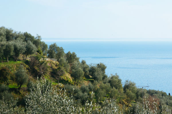 Ulivi sul Lago di Garda