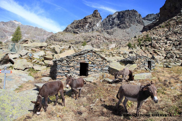 Alpe Sasso Nero