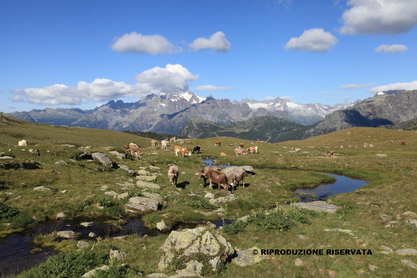 Mucche al pascolo Alpe Campagneda