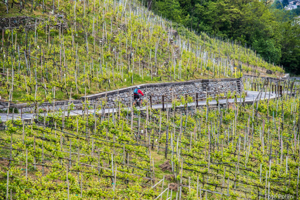 Est. Montagna, vigneti del grumello